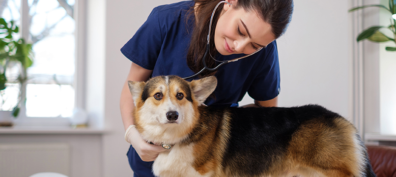 Graduate Highlight - Lauri Maestas - Veterinary Technician