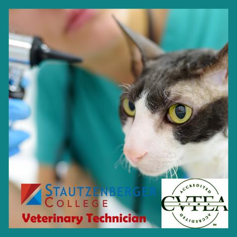 Changes in the Vet Tech Industry Pay Scale
