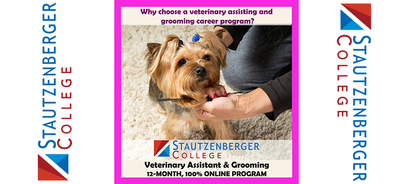 Choosing a Veterinary Assisting and Grooming Program