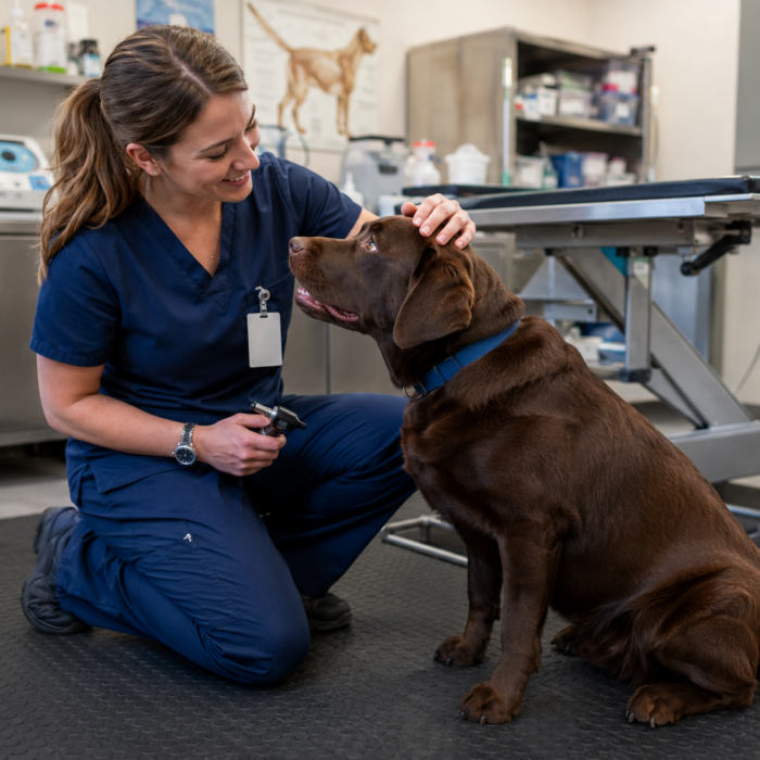 A veterinary professional in navy scrubs gently comforting a chocolate Labrador Retriever in a veterinary clinic examination room.